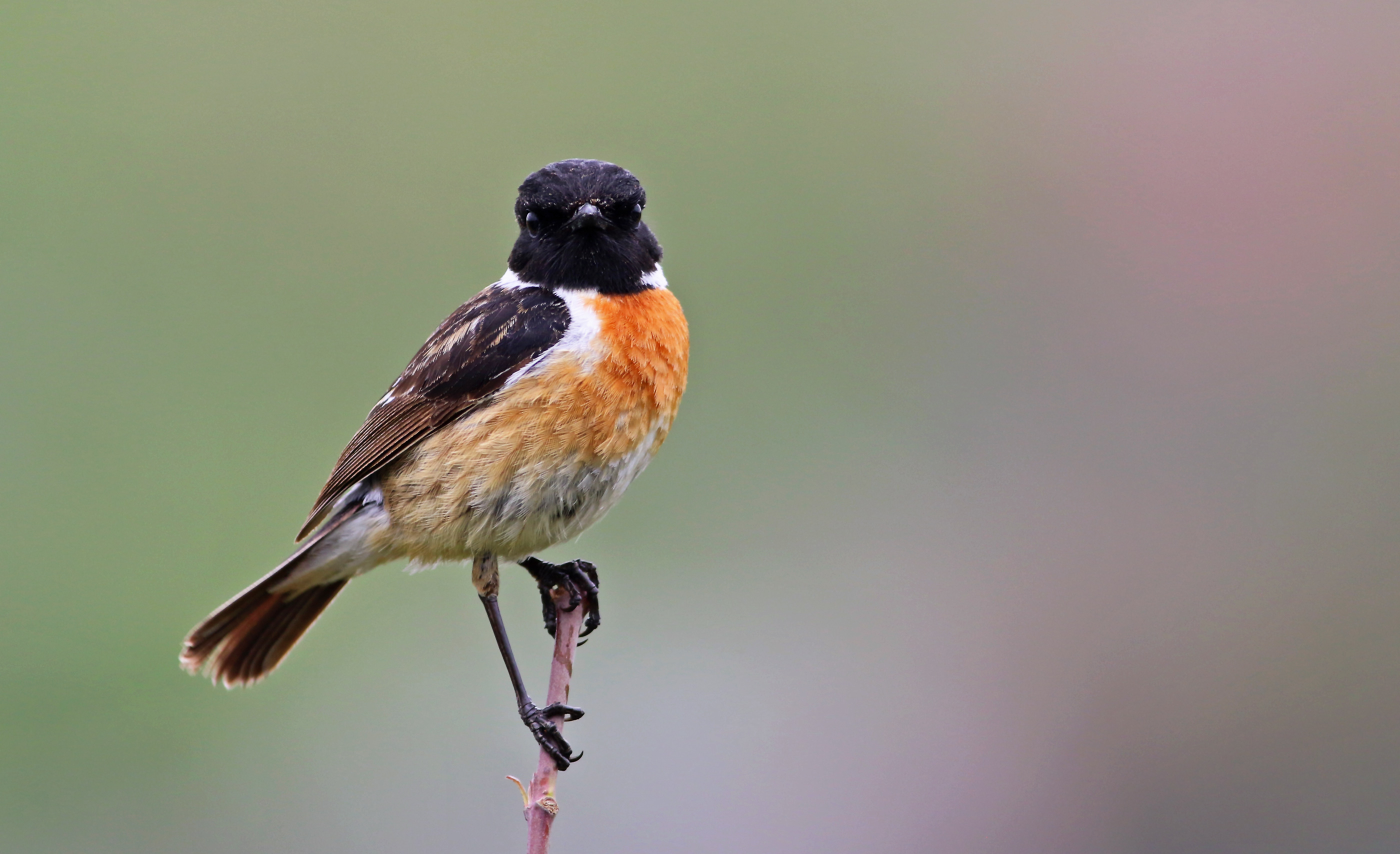 European Stonechat